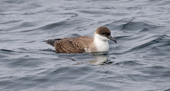 Great shearwater (Ardenna gravis)