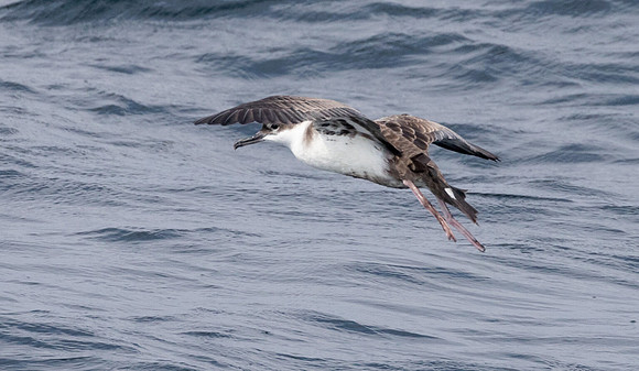 Great shearwater (Ardenna gravis)