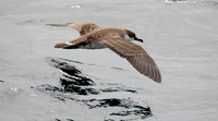 Great shearwater (Ardenna gravis)