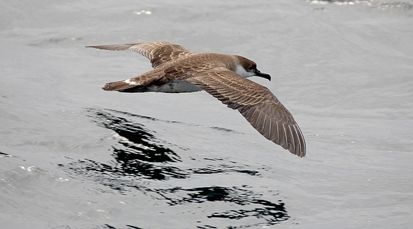 Great shearwater (Ardenna gravis)