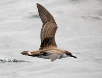 Great shearwater (Ardenna gravis)