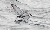 Great shearwater (Ardenna gravis)