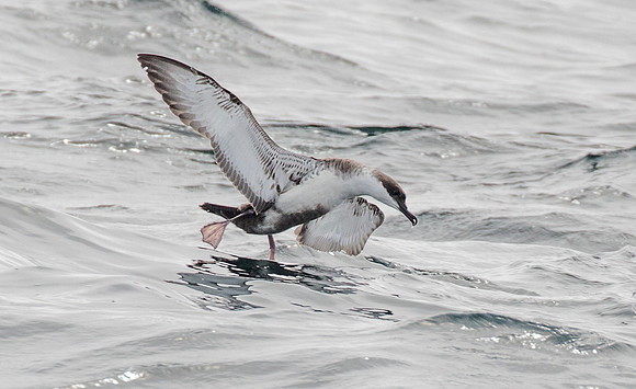 Great shearwater (Ardenna gravis)