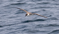 Great shearwater (Ardenna gravis)