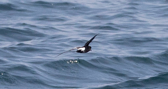 Wilson's storm petrel (Oceanites oceanicus)