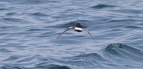 Wilson's storm petrel (Oceanites oceanicus)