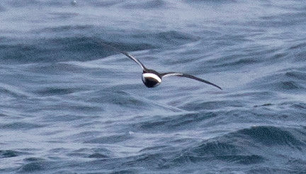 Wilson's storm petrel (Oceanites oceanicus)