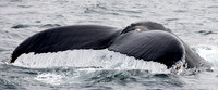 Humpback whale (Megaptera novaeangliae)