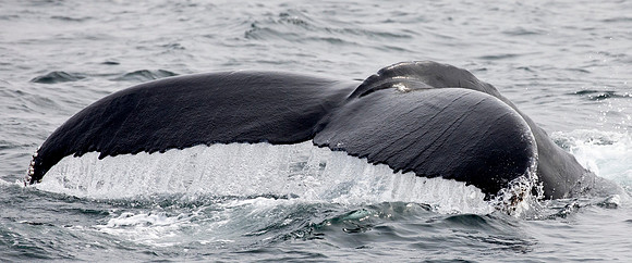 Humpback whale (Megaptera novaeangliae)