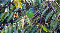 Blue Dacnis (Dacnis cayana) - female