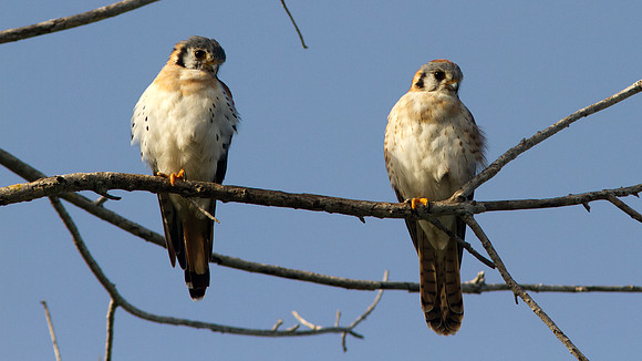 American Kestrel (Falco sparverius)