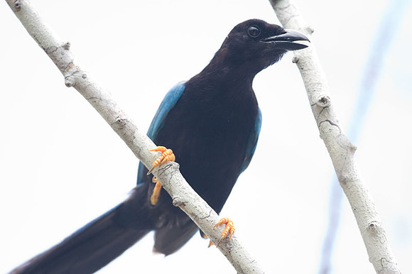 Yucatan Jay (Cyanocorax yucatanicus)
