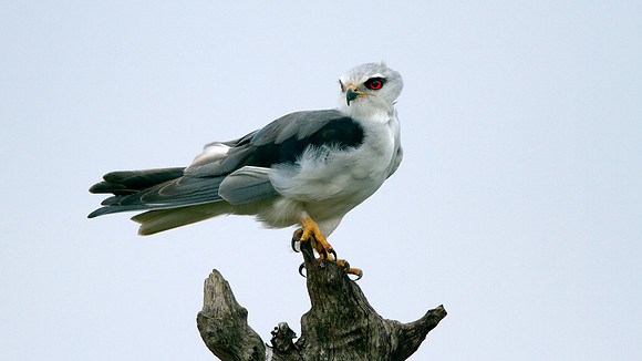 Black-shouldered Kite (Elanus axillaris)