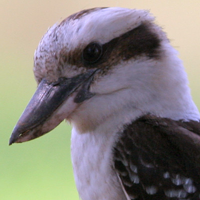 Laughing Kookaburra (Dacelo novaeguineae)