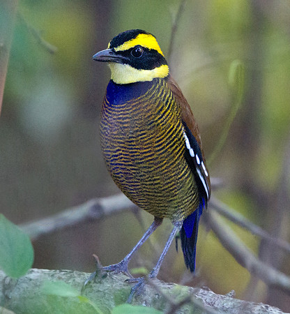 Javan banded pitta (Hydrornis guajana)  Male