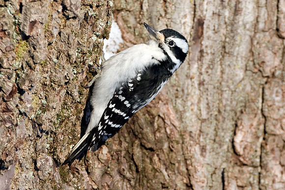 Hairy Woodpecker (Picoides villosus)