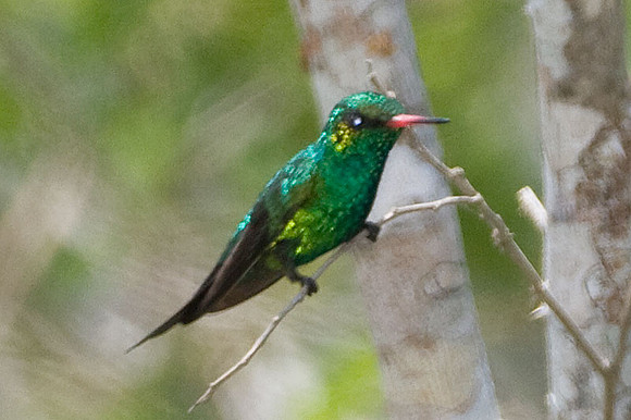 Canivet's Emerald (Chlorostilbon canivetii) male