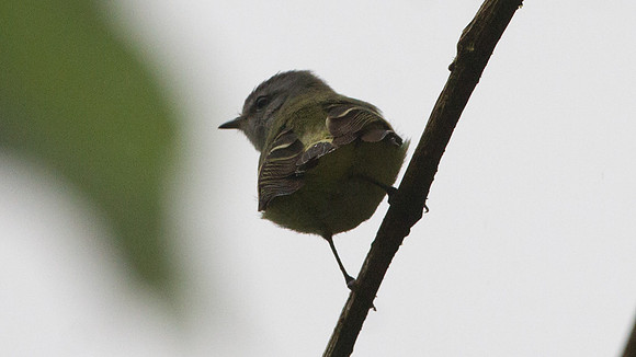 White-tailed Tyrannulet (Mecocerculus poecilocercus)