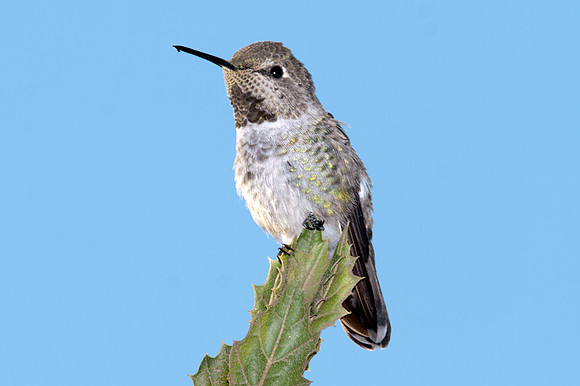 Anna's Hummingbird (Calypte anna)