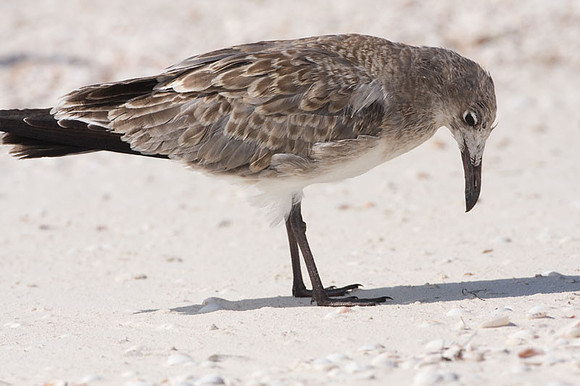 Laughing Gull (Leucophaeus atricilla) juvenile