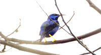 Purple Honeycreeper (Cyanerpes caeruleus)