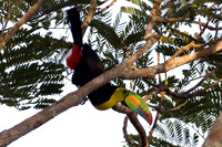 Keel-billed Toucan (Ramphastos sulfuratus) also known as Sulfur-breasted Toucan, Rainbow-billed Toucan