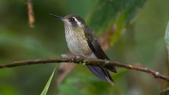 Speckled Hummingbird (Adelomyia melanogenys)