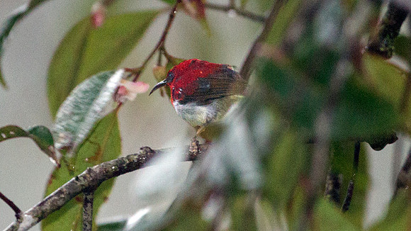 Temminck's Sunbird (Aethopyga temminckii) male