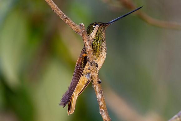 Violet-Throated Starfrontlet (Coeligena violifer)