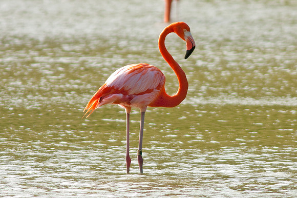 Greater Flamingo (Phoenicopterus roseus)