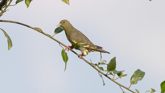 Pink-necked Green Pigeon (Treron vernans)