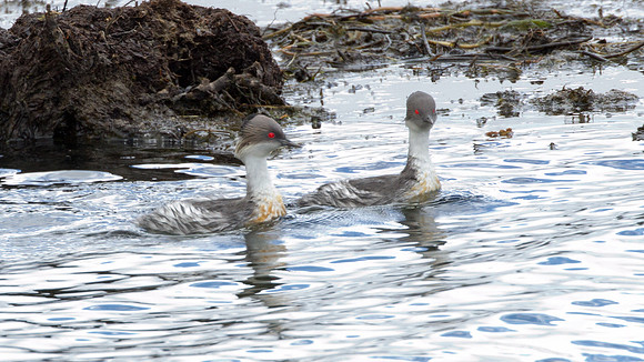 Silvery Grebe (Podiceps occipitalis)