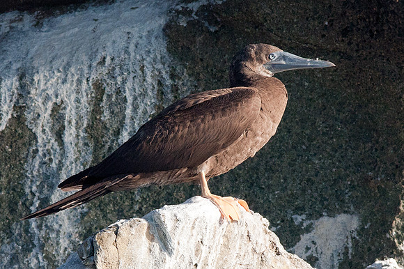 Brown Booby (Sula leucogaster)