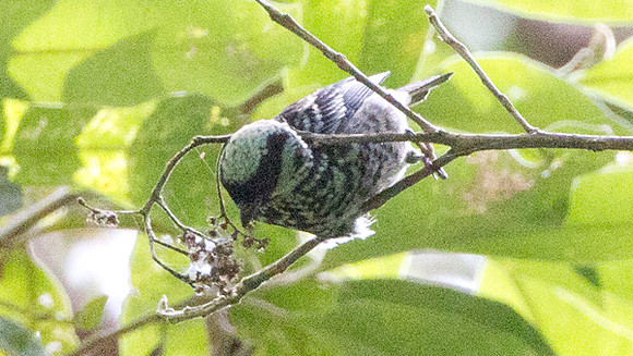 Beryl-spangled Tanager (Tangara nigroviridis)