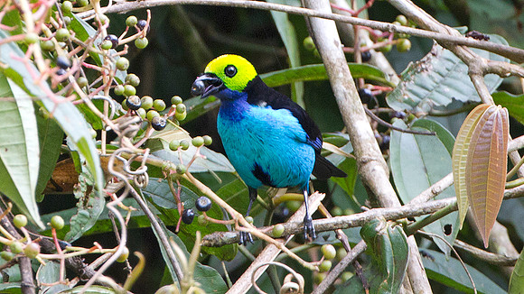 Paradise Tanager (Tangara chilensis)