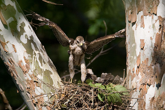 Red-shouldered Hawk (Buteo lineatus) juvenile