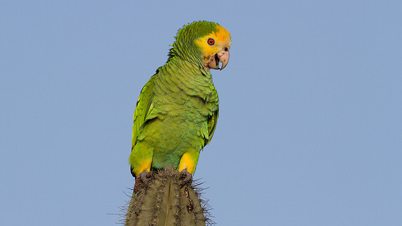 Yellow-shouldered Amazon (Amazona barbadensis)