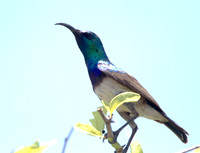 White-bellied Sunbird (Cinnyris talatala)