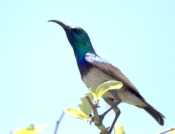 White-bellied Sunbird (Cinnyris talatala)
