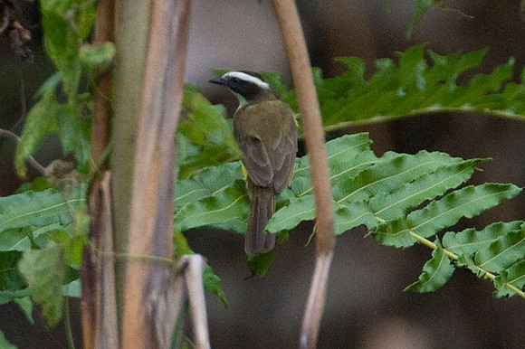 flycatcher?