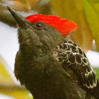 Grey-and-buff woodpecker (Hemicircus concretus)