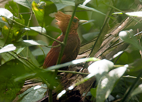 Chestnut-coloured Woodpecker (Celeus castaneus) female