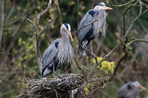 Great Blue Heron (Ardea herodias)
