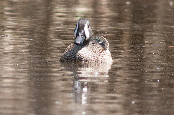 Blue-winged Teal (Anas discors) male