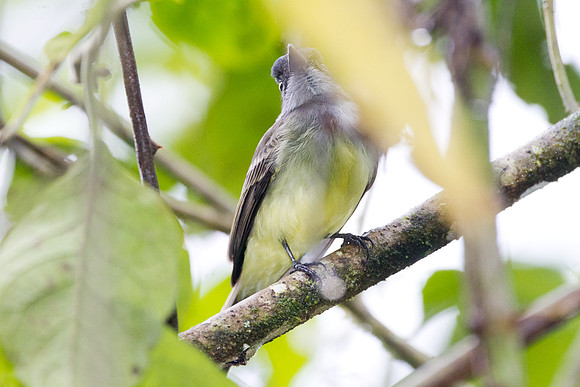 Dusky-capped Flycatcher (Myiarchus tuberculifer)