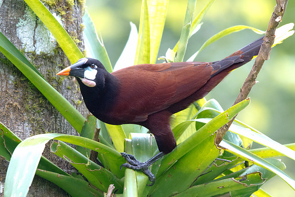 Montezuma Oropendola (Psarocolius montezuma)