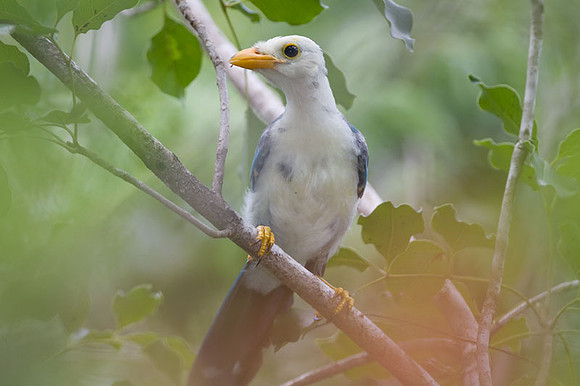 Yucatan Jay (Cyanocorax yucatanicus) juvenile