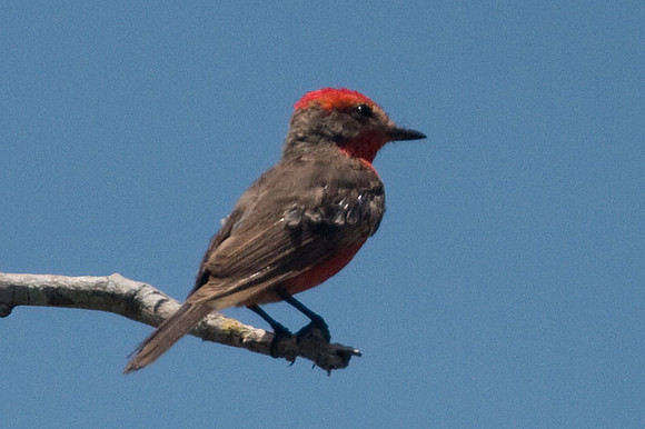Vermilion Flycatcher (Pyrocephalus rubinus) male