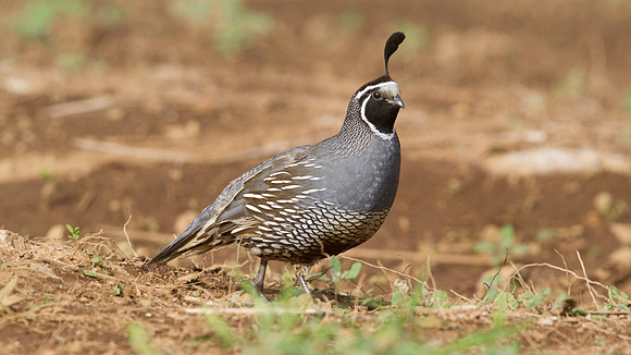 California Quail (Callipepla californica) Male