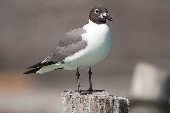 Laughing Gull (Leucophaeus atricilla)